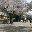 U K POP STAR(복합-13) | [충북 제천] 맛집 여행 청풍호 벚꽃축제 다녀온 후기(배꼽시계라면,외갓집,야키토리광,용천막국수)