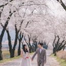 해살이마을 | 봄 여행지 :: 천안 원성천, 각원사, 아산 순천향대학교, 은행나무길, 청주 무심천, 전주, 남해, 부산