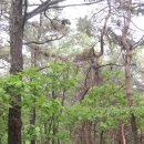 의정부 부용산 등산(민락동 들머리-정상-고산동-신숙주묘-민락중학교-정상-원점회귀)_2 이미지