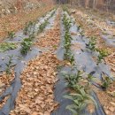 푸르메농장 이미지