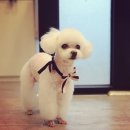 함안 애견샵 러블리펫 이미지