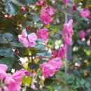 풍덕동 행정복지센터 이미지