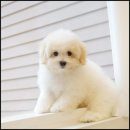 라운지펫 이미지