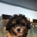 개맘대로 이미지