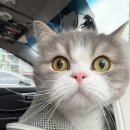 시흥i 동물병원 | 천안 고양이 동물병원 추천, 건강검진 후기 - 람파스 동물병원 (고양이변비)