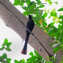(외국의 새) 라켓 꼬리까마귀(Racket tailed treepie) 이미지