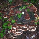 장수버섯 이미지