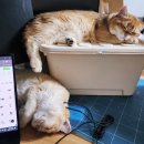 달보드레/루체레 이미지