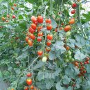 금원농장 이미지