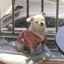 불닭발땡초동대문 엽기떡볶이 삼산점 이미지