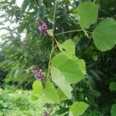 본디올대치한의원 이미지