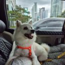 타요타요 펫택시 | 댕댕이타요 펫택시 첫이용후기