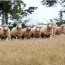 연관목장 이미지