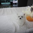 도그웨이 청주점 이미지