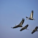 학-비상 이미지