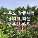 서쪽아이 | 제주도 감귤체험 아이들과 다녀온 귤따기 체험 서쪽 은하감귤체험농장 후기