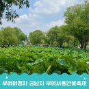 연꽃 - 춘천시 스무숲1길 36-2 | 부여여행코스로 다녀온 서동공원 궁남지, 부여서동연꽃축제 후기