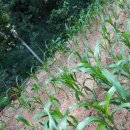 반송삼정그린코아경로당 이미지