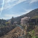 용수리 마을회관 | 부산나들이 :) 부산벚꽃나들이 부산벚꽃맛집 부산벚꽃드라이브 병산저수지 벚꽃 주차팁 (26.4.5)