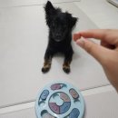 펫큐브 | 🐶 반려견간식 추천! 한입에 쏙~ ‘이거다 펫’ 큐브져키 솔직 후기