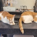 캣인큐브 이미지