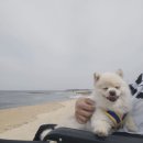 동해를 그리다 이미지