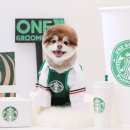 부사애견