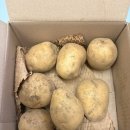 필자농장 | 올웨이즈 올팜 첫 수확 후기 감자 실물 도착 앱테크추천