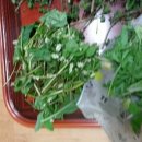 삼포농장 이미지