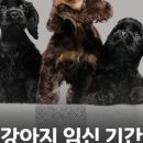 언양 동물병원 네이버블로그