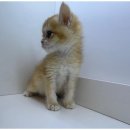 도그마루 고양이 강아지 무료분양 이미지