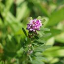 자주비수리 Lespedeza lichiyuniae T. Nemoto, H. Ohashi & T. Itoh 종 이미지