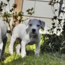 도고농장 이미지