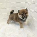 오독안심분양센터 강아지분양 고양이분양 하남점 이미지