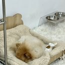 네일 다브 이미지