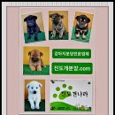 진도견나라 이미지