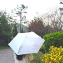 우산양산할인판매점 | 자외선차단 암막양산 가벼운 우산 피에르가르뎅 쿠칭아일랜드