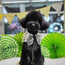 희망애견미용실 이미지