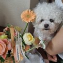 렌시아 | 창동꽃집_노원 꽃집 도봉구 꽃집 고민 끝! 나렌시아플라워 꽃바구니S 솔직 후기