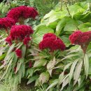 맨드라미 화단 이미지