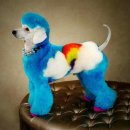 예쁜강아지 이미지