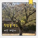개심사입구 주차장 | 서산 개심사 청벚꽃 겹벚꽃 후기 주차 꿀팁 총정리