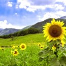 해바라기 이미지