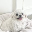 바림 펫그루밍샵 이미지
