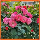 장미의 집 이미지