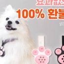 강아지봄 이미지