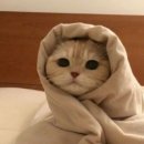 행복한 별 이미지