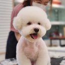 러브펫살롱 이미지