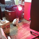 TEAM H BOXING 이미지