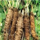 산야초- 더덕 이미지